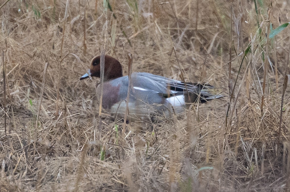 Eurasian Wigeon - ML645367847