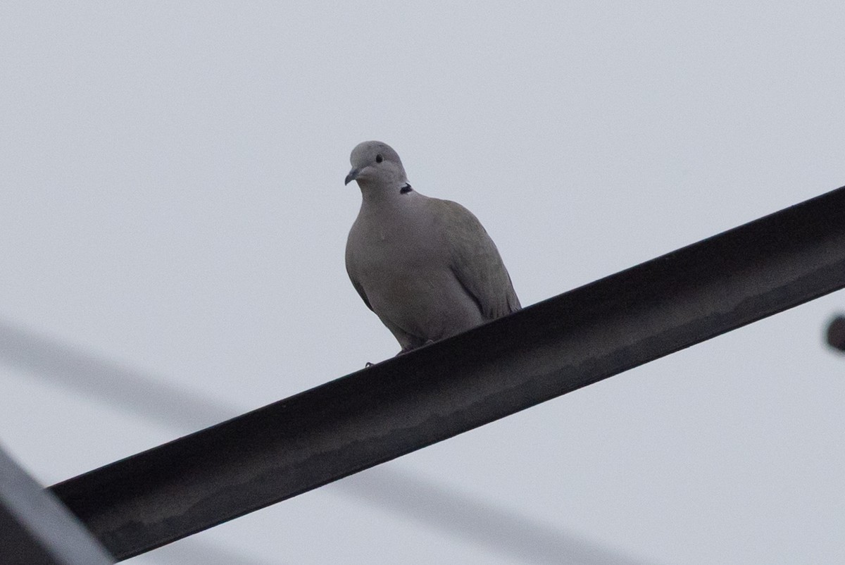 Eurasian Collared-Dove - ML645367856