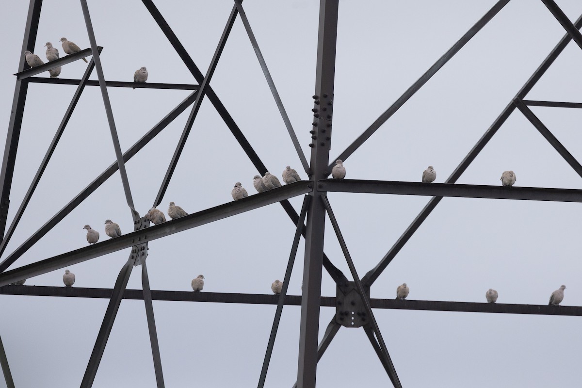 Eurasian Collared-Dove - ML645367857