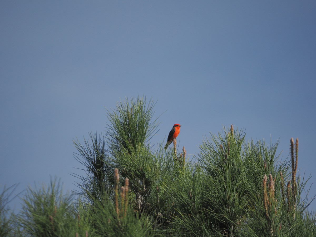 Vermilion Flycatcher - ML645367858
