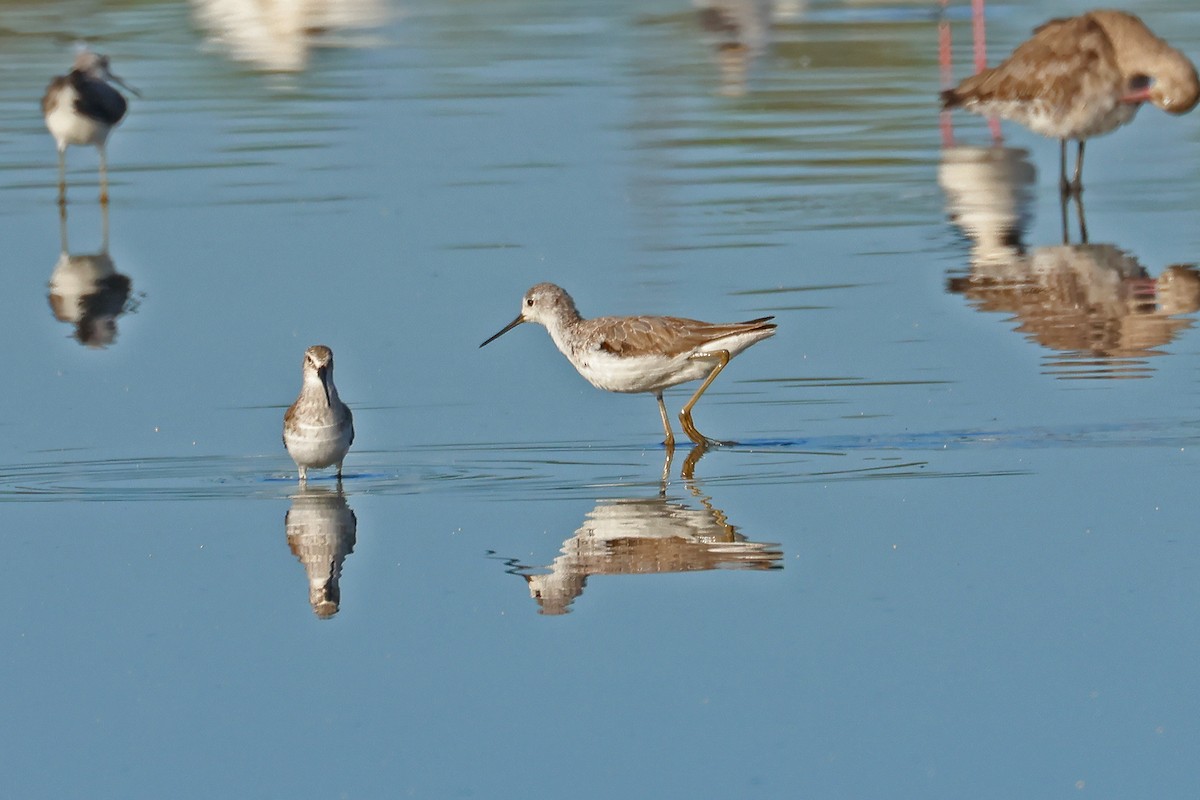 Marsh Sandpiper - ML645367859
