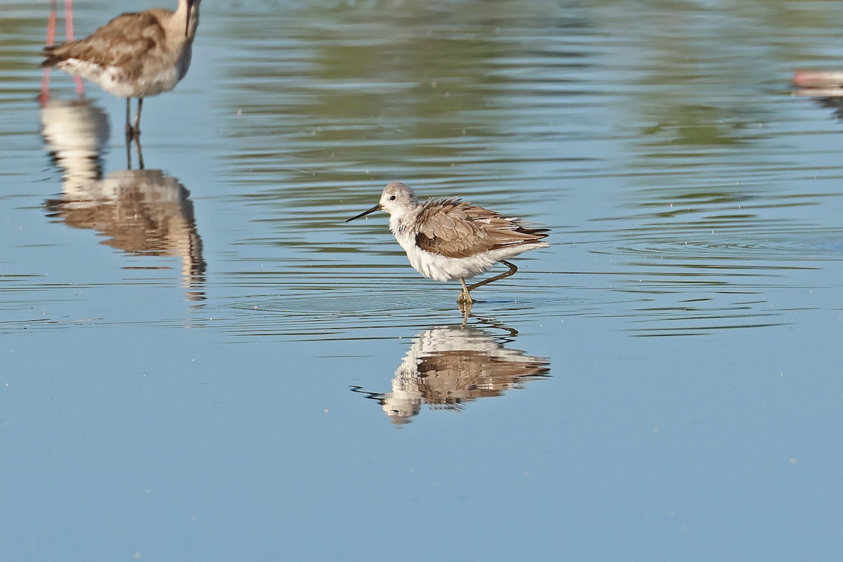 Marsh Sandpiper - ML645367860