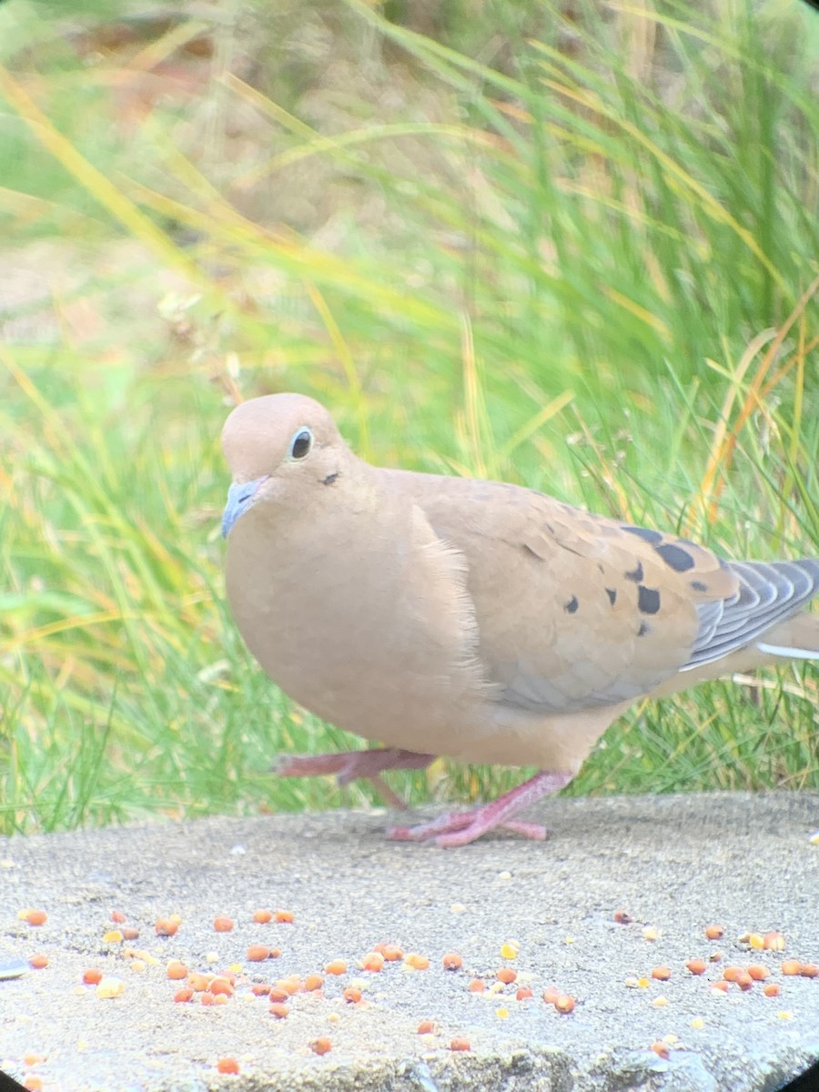 Mourning Dove - ML645367862