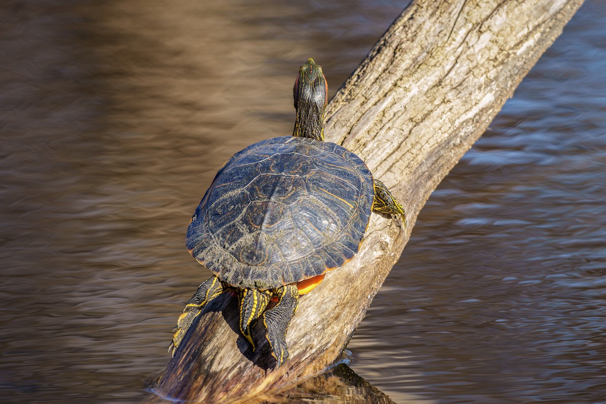 Painted Turtles - ML645367868