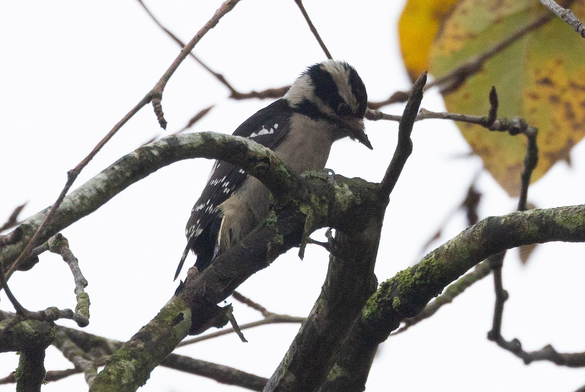 Downy Woodpecker - ML645367870