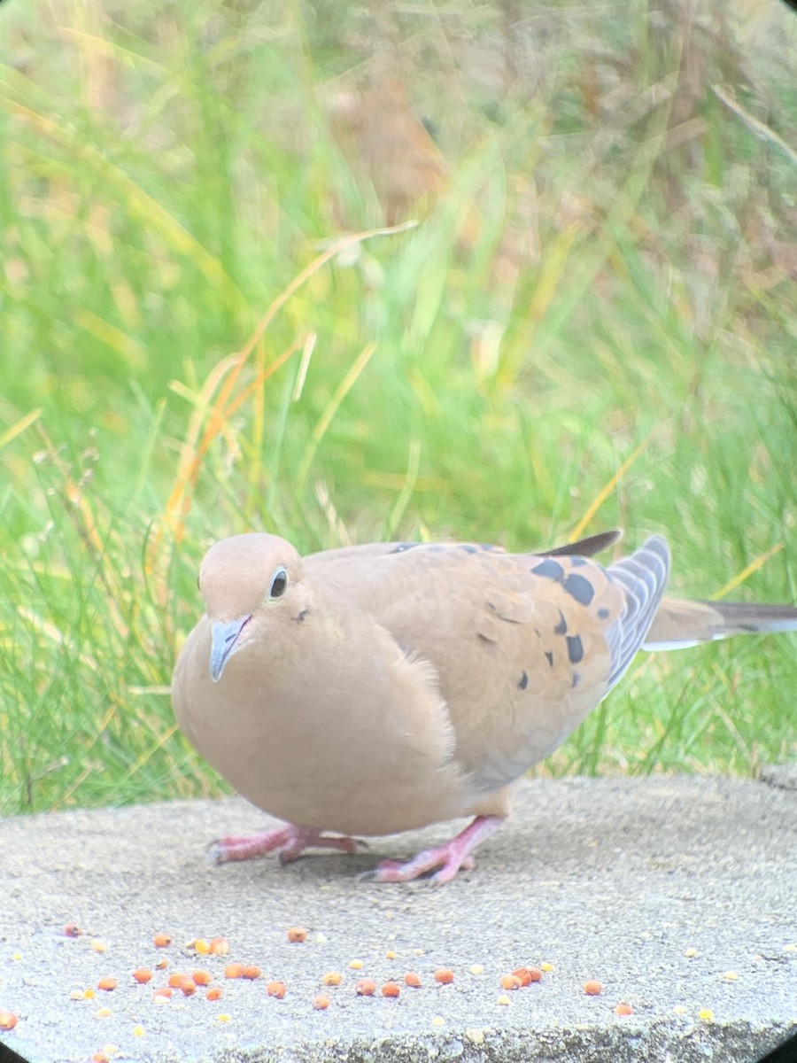 Mourning Dove - ML645367871