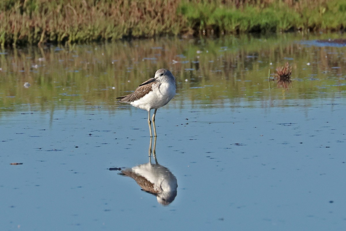Common Greenshank - ML645367875