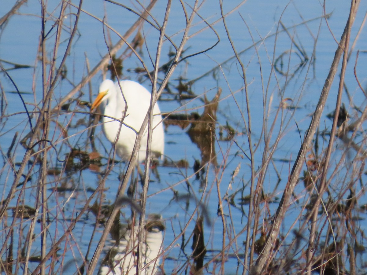 Great Egret - ML645367883