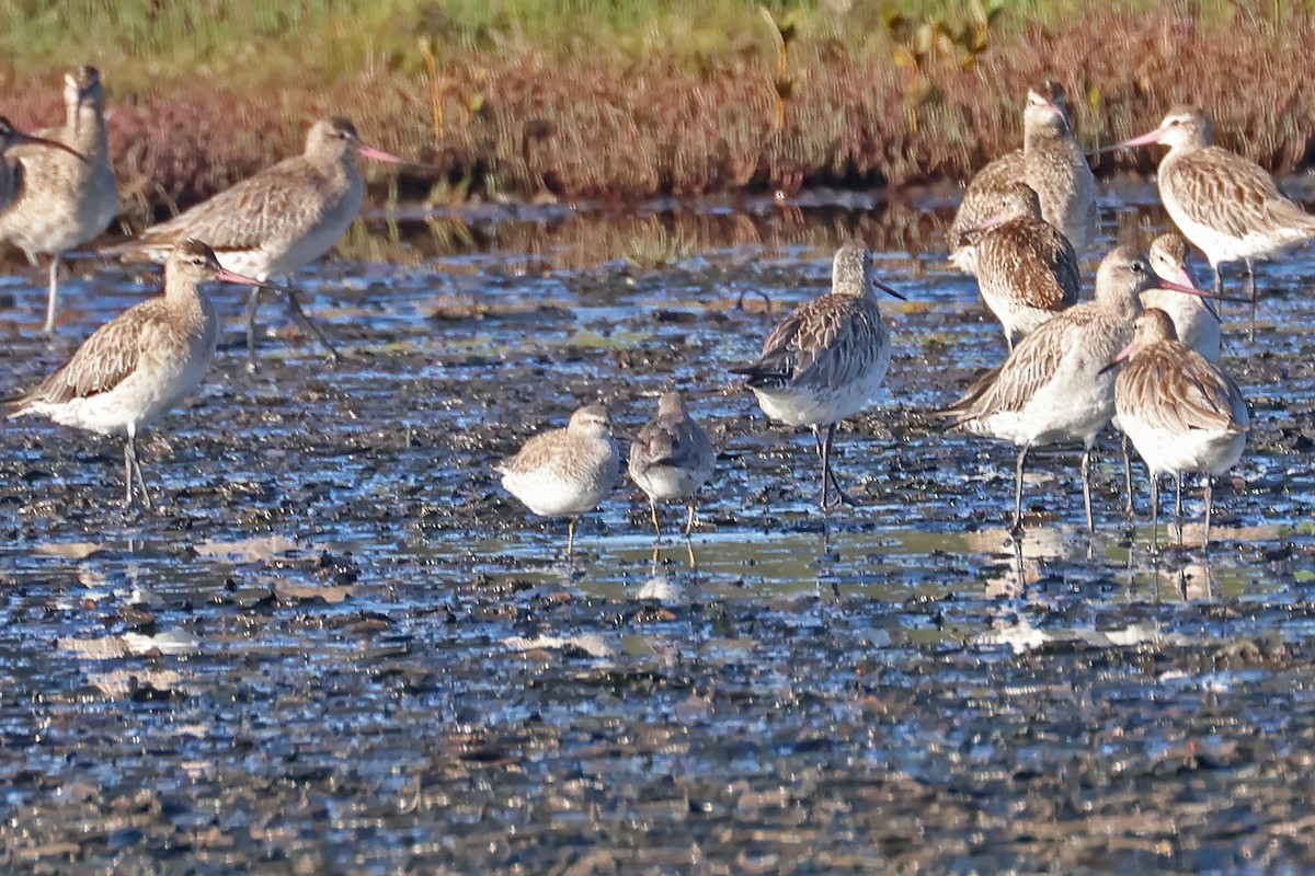 jespák rezavý - ML645367887