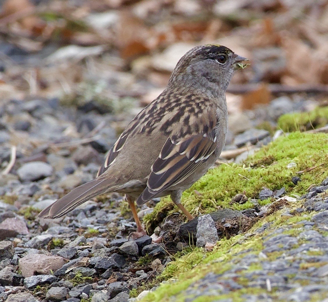 Golden-crowned Sparrow - ML645367888