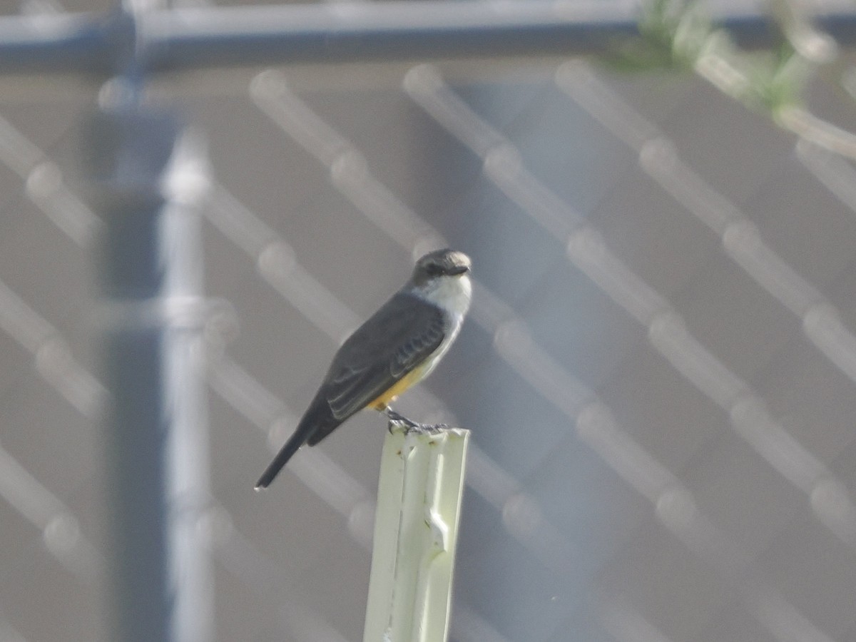 Vermilion Flycatcher - ML645367891