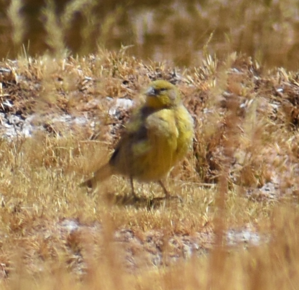 Greater Yellow-Finch - ML645367894