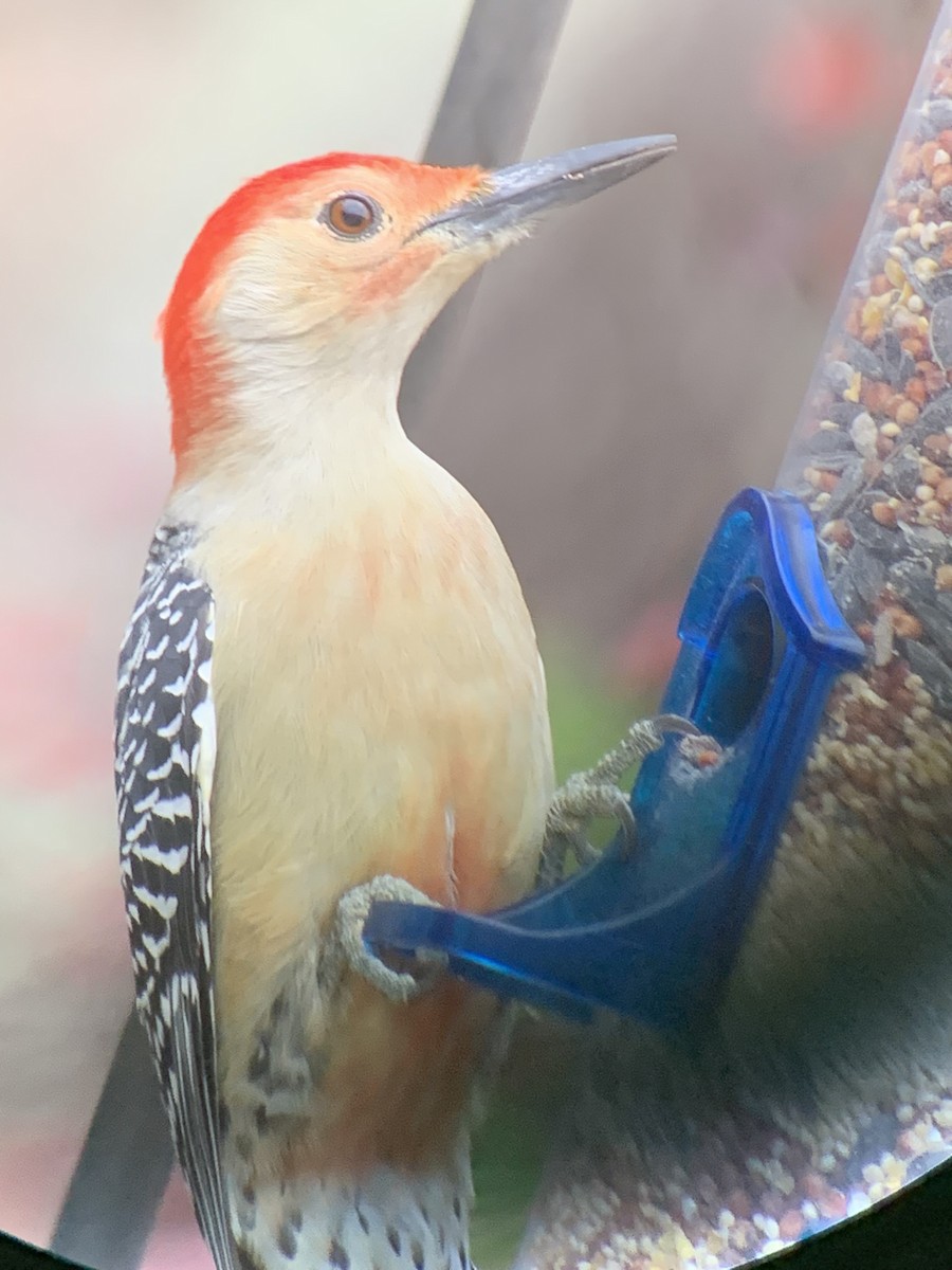 Carpintero de Carolina - ML645367897