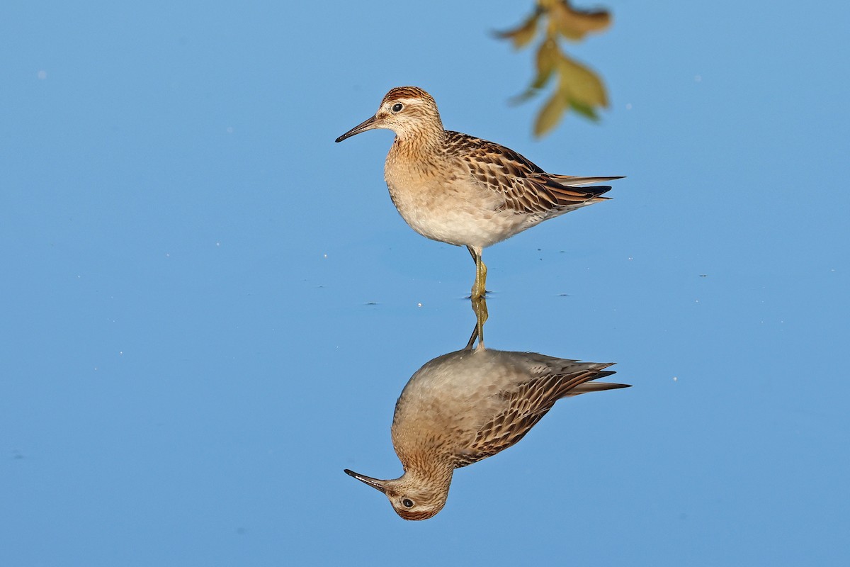Sharp-tailed Sandpiper - ML645367905