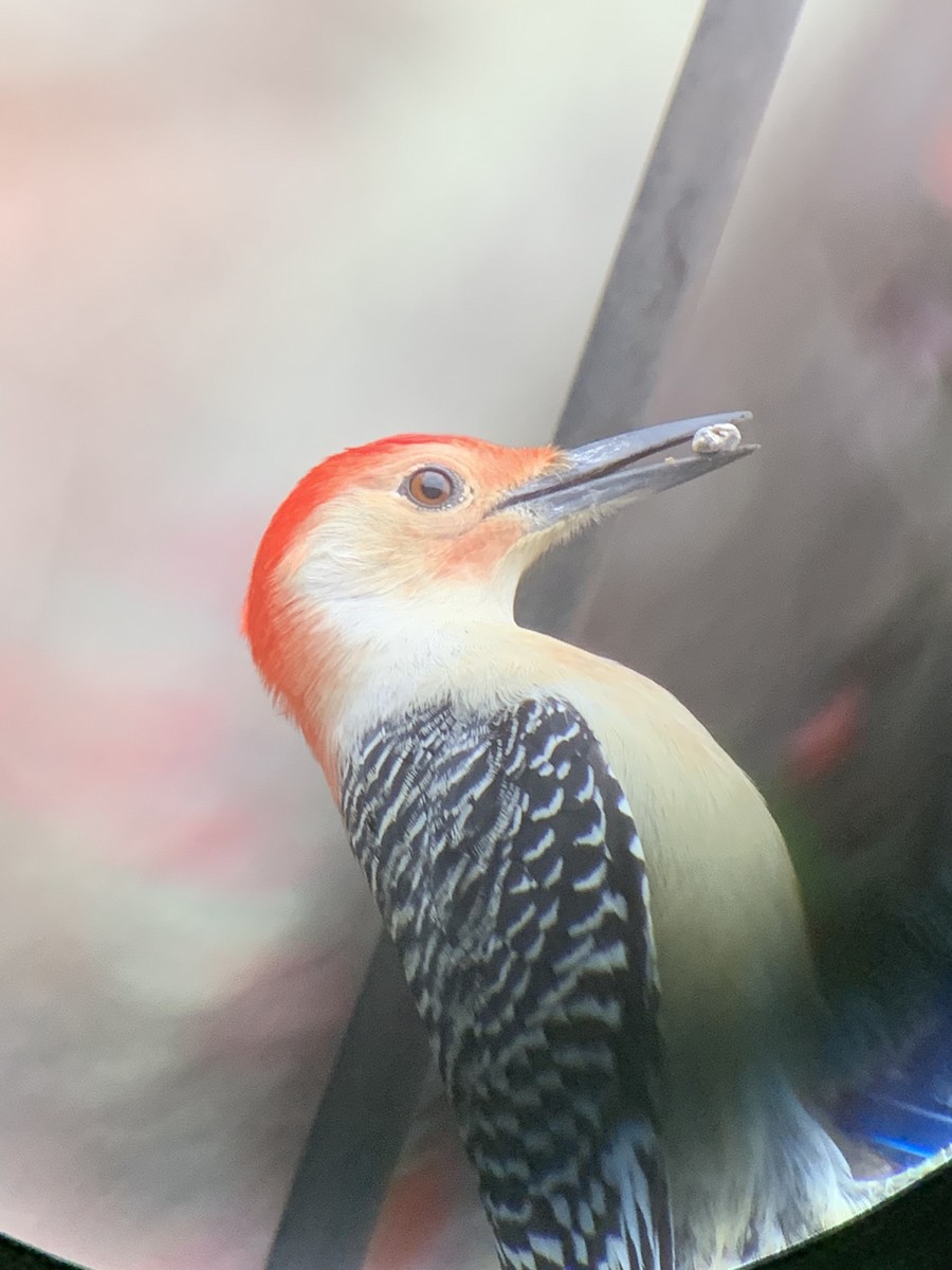 Carpintero de Carolina - ML645367912