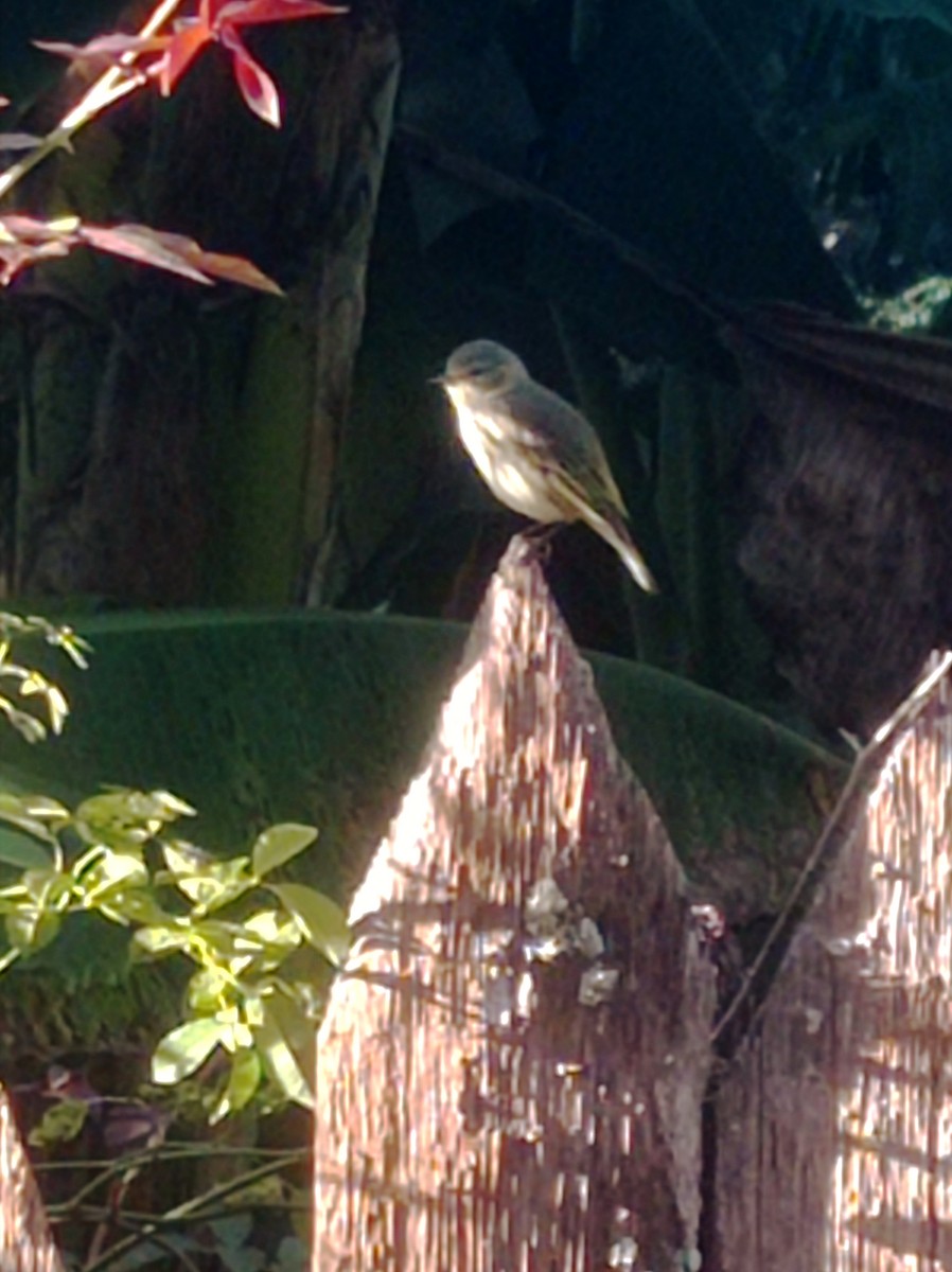 ホオアカアメリカムシクイ - ML645367914