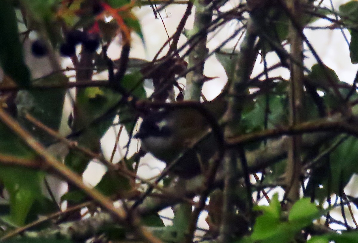 Common Chlorospingus - ML645367920