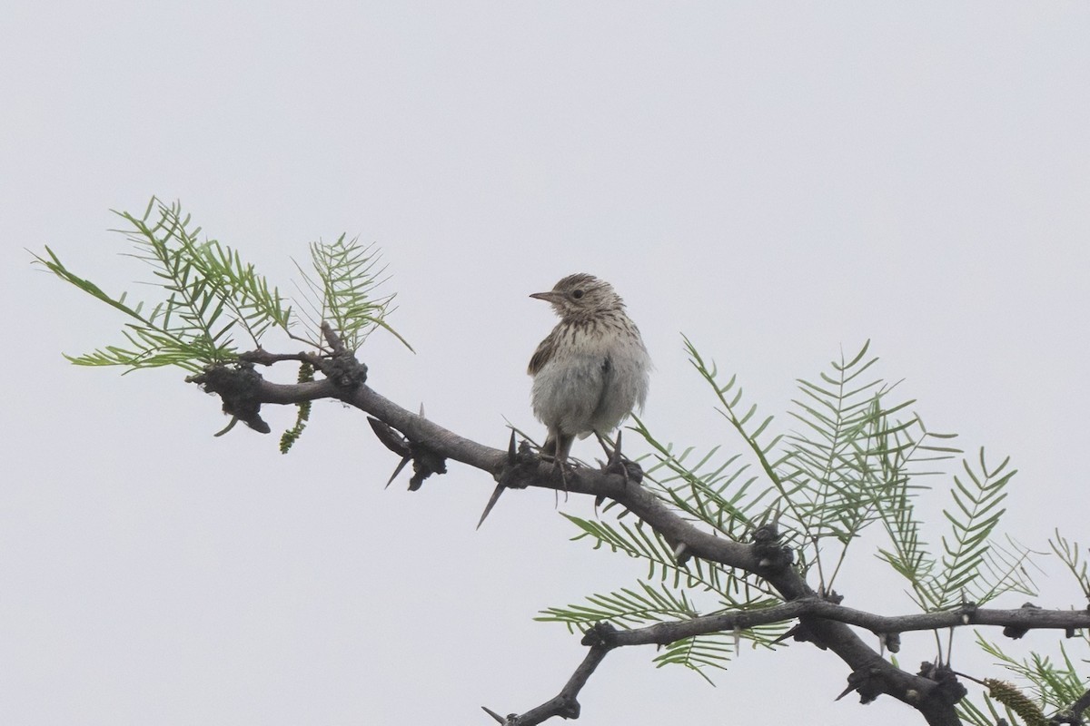 linduška jihoamerická - ML645367923