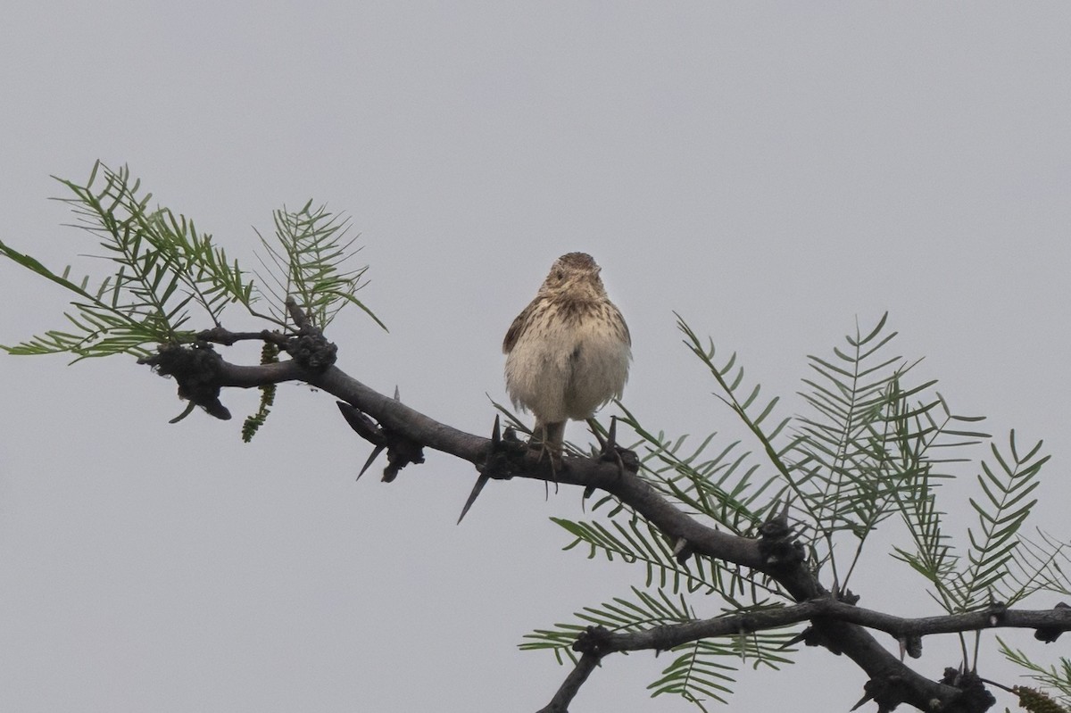 linduška jihoamerická - ML645367924