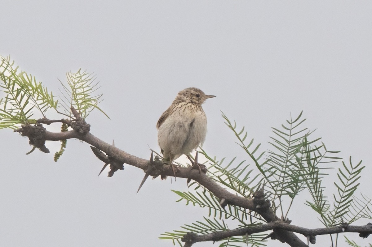 linduška jihoamerická - ML645367925