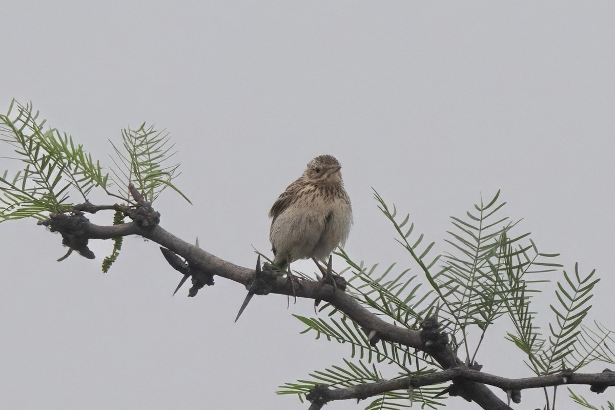 linduška jihoamerická - ML645367926