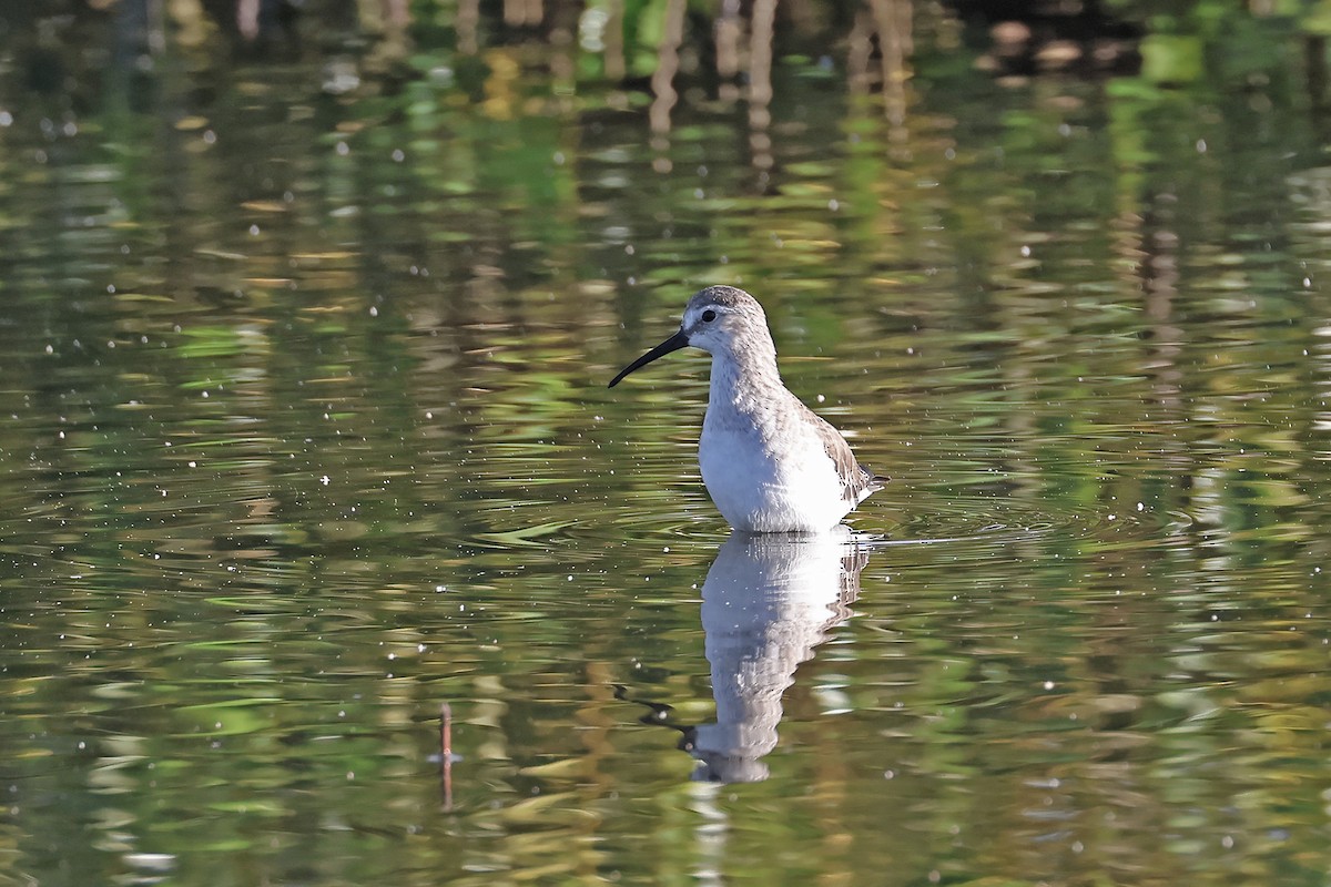 Curlew Sandpiper - ML645367930