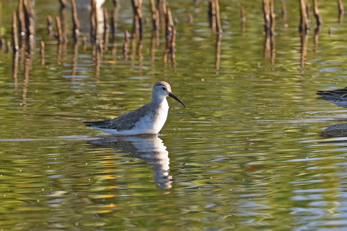 Curlew Sandpiper - ML645367931