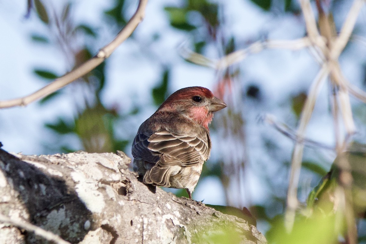 House Finch - ML645367938