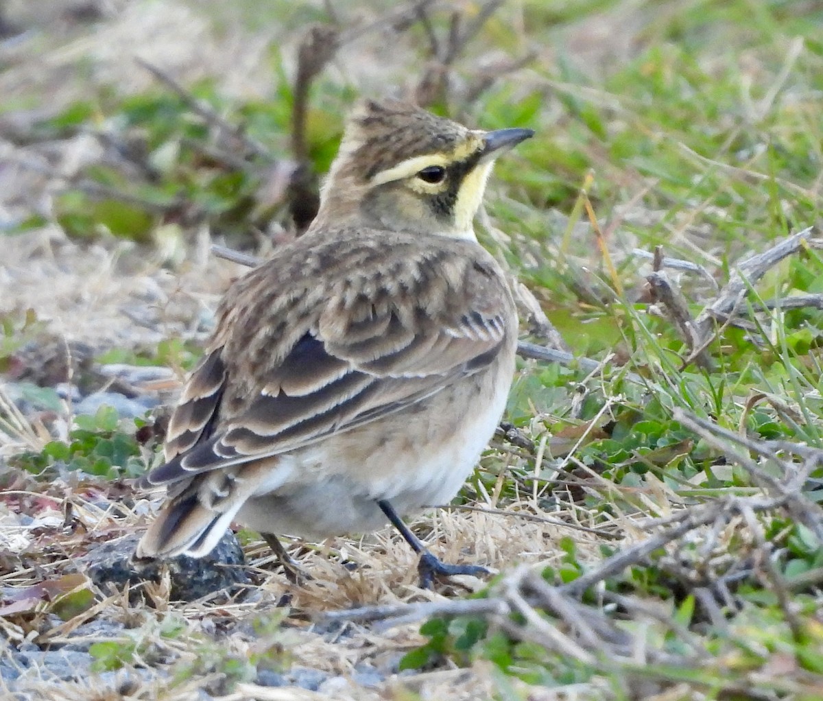 ハマヒバリ - ML645367947