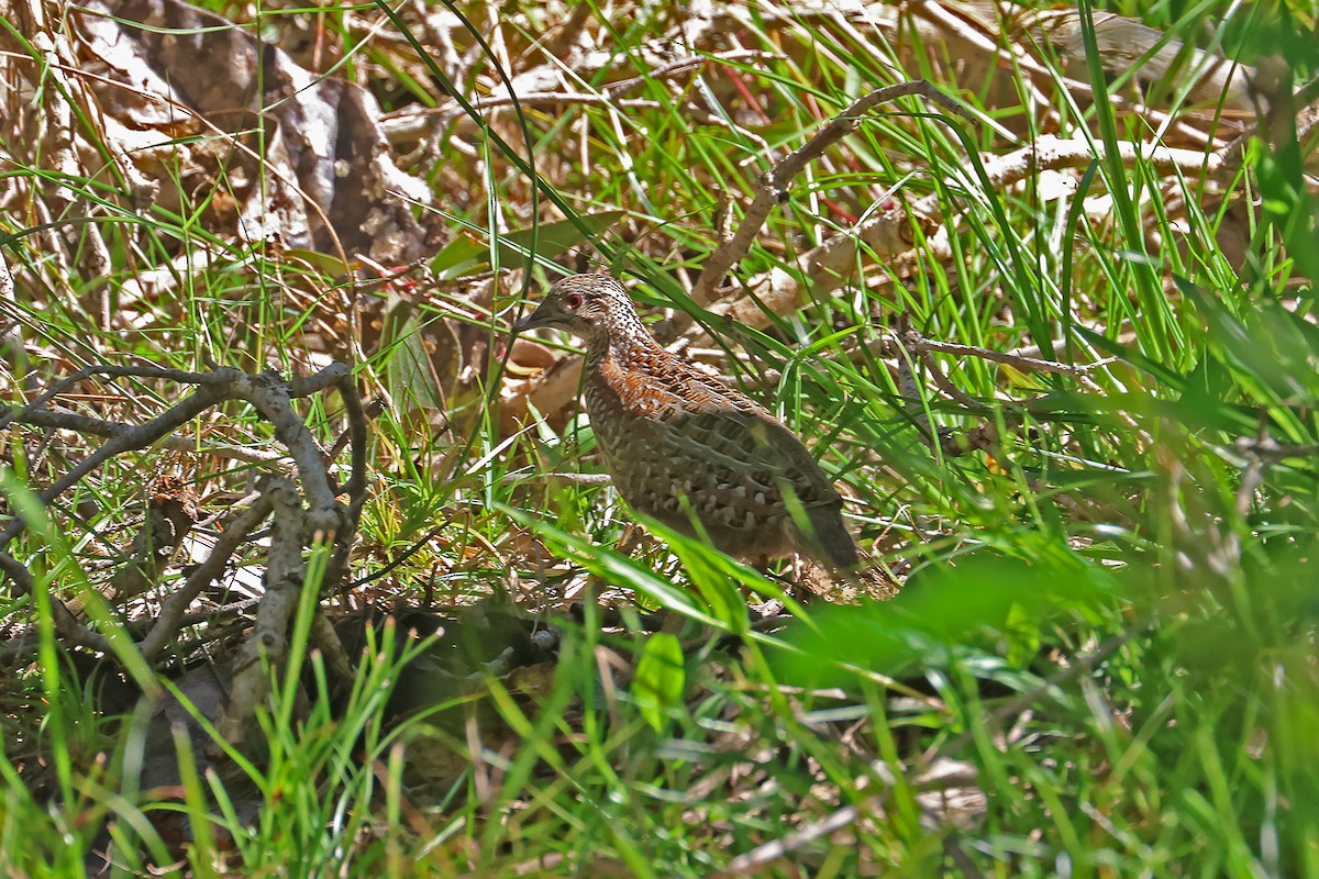 Painted Buttonquail - ML645367948