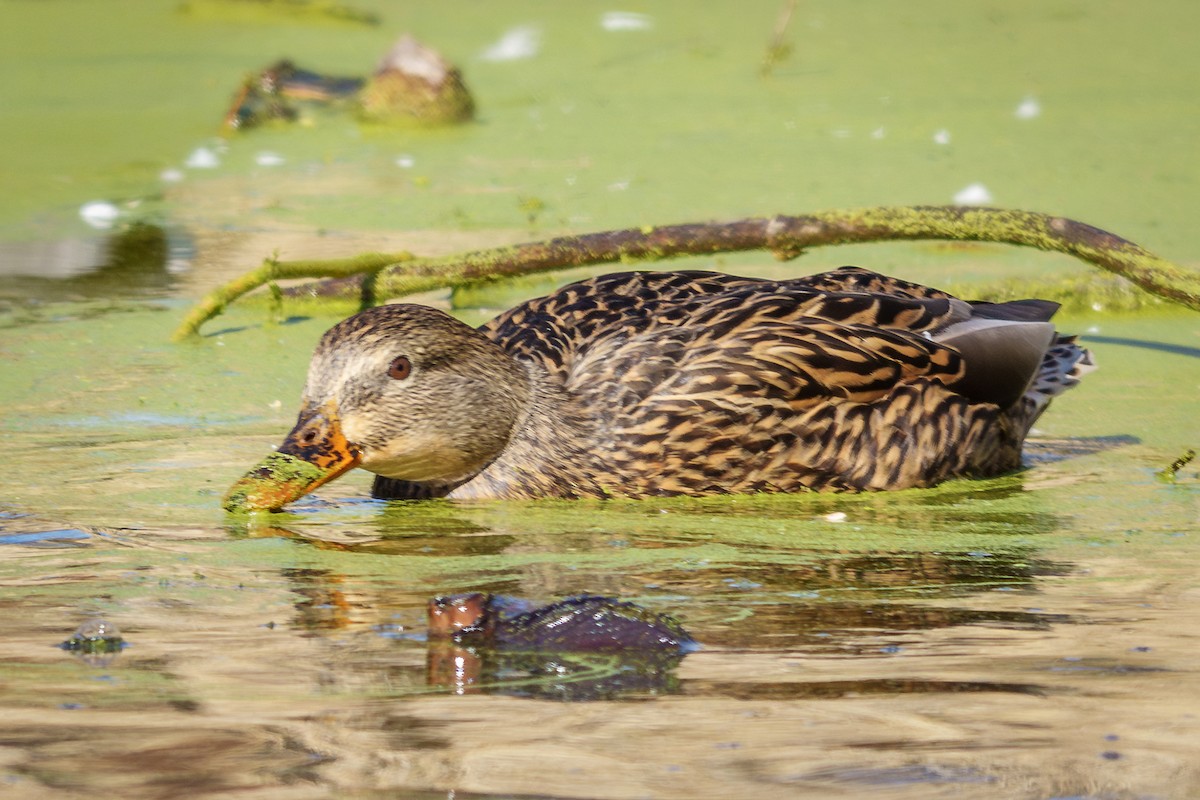 綠頭鴨 - ML645367957