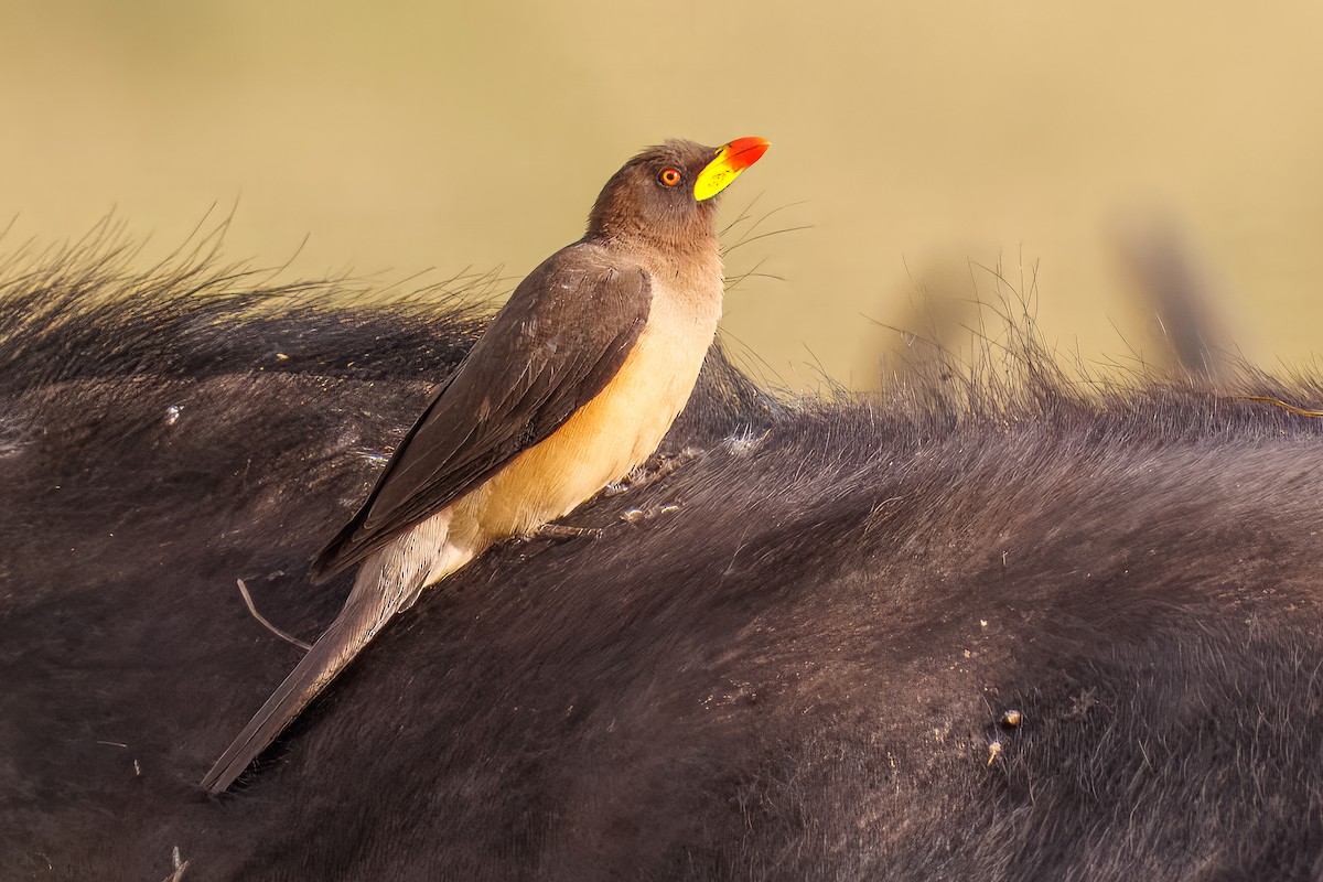 Yellow-billed Oxpecker - ML645367958