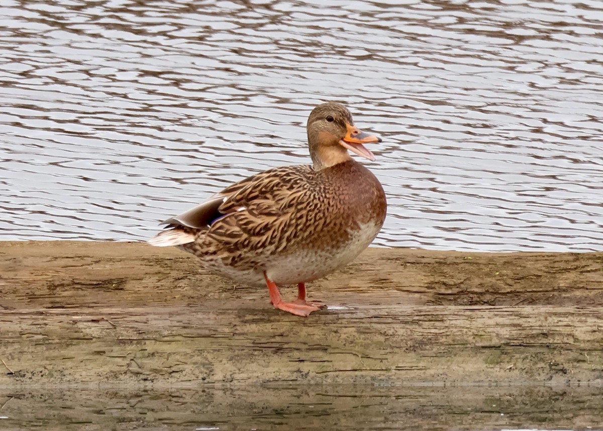 Mallard - ML645367963