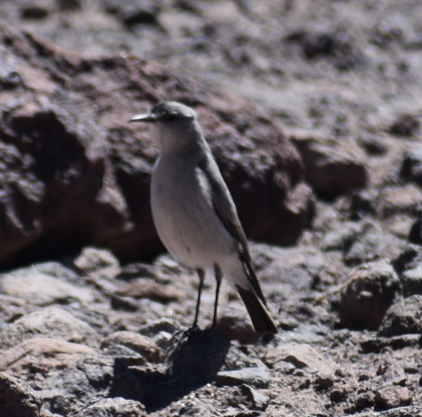 Black-fronted Ground-Tyrant - ML645367967