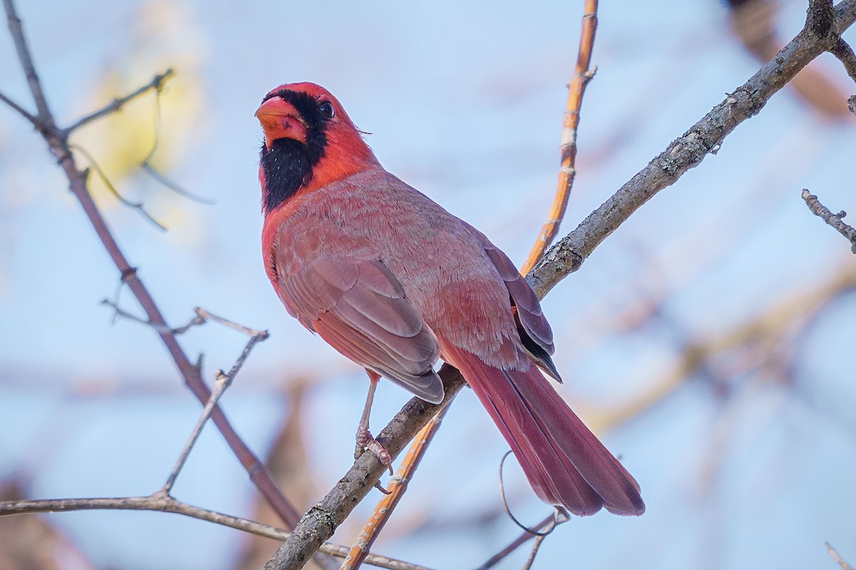 Northern Cardinal - ML645367968