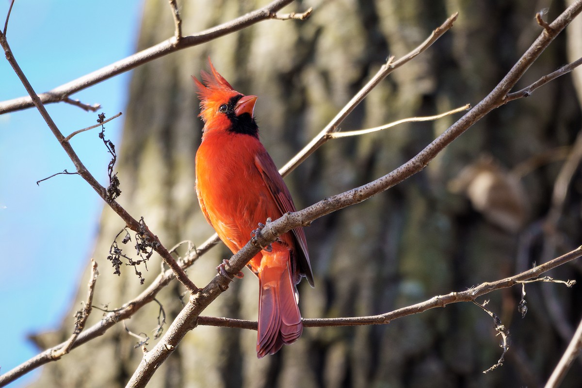 Northern Cardinal - ML645367969