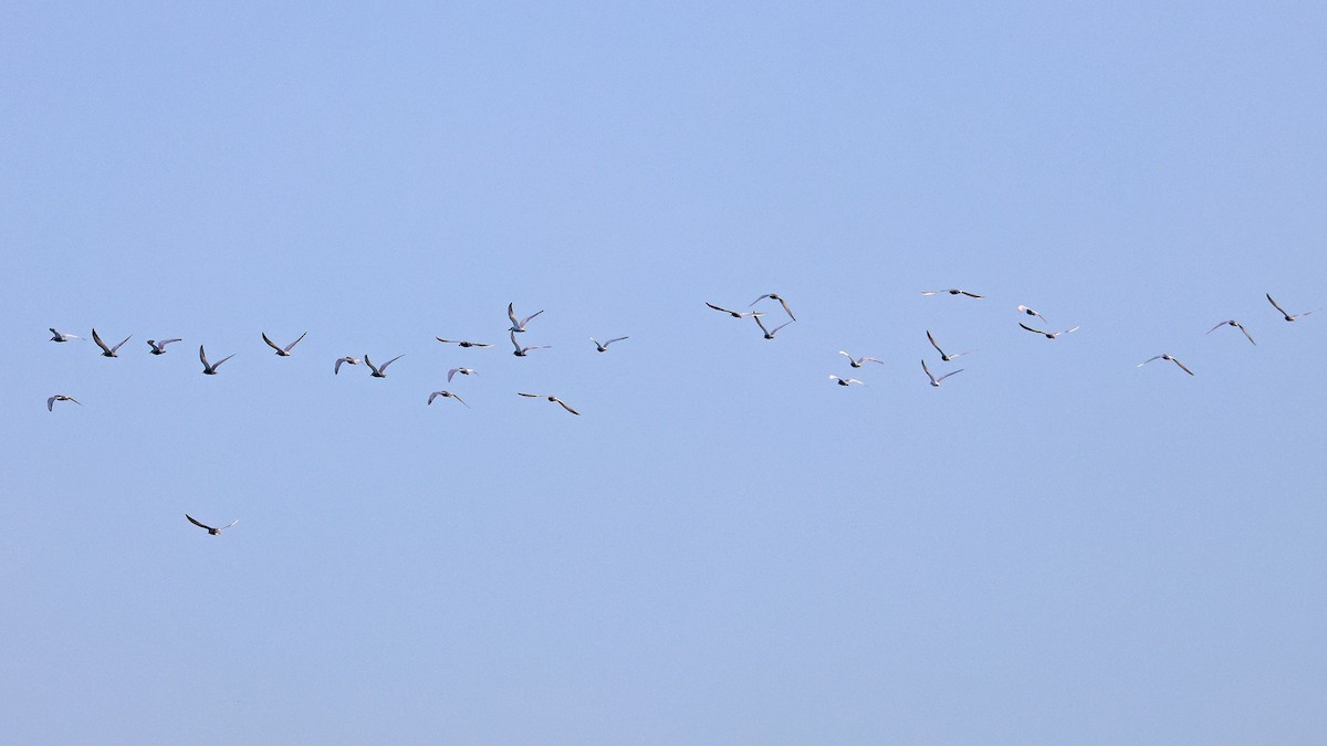 Whiskered Tern - ML645367970