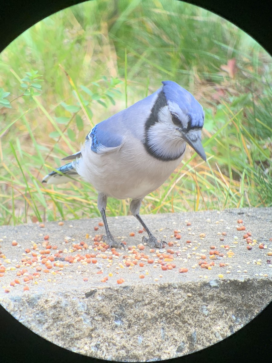 Blue Jay - ML645367971