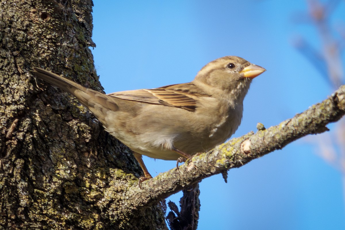 家麻雀 - ML645367972