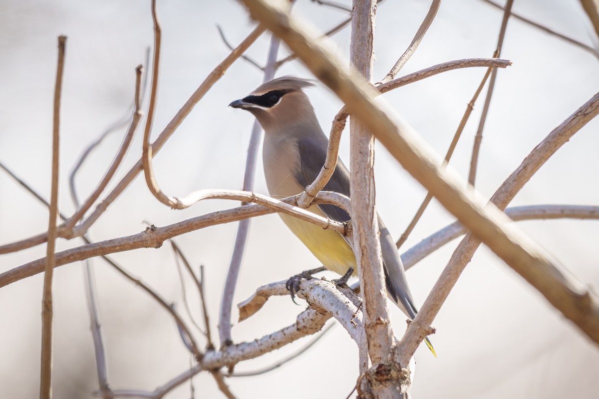 Cedar Waxwing - ML645367976