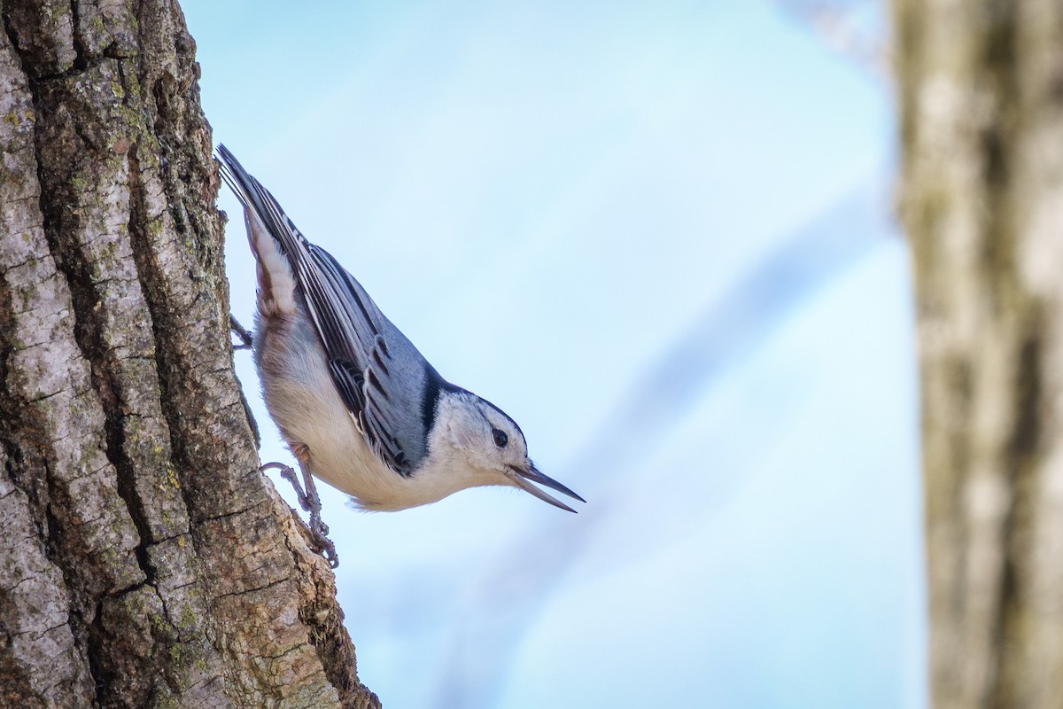 White-breasted Nuthatch - ML645367984