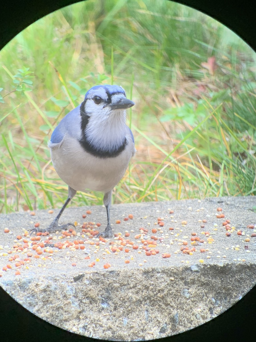 Blue Jay - ML645367986