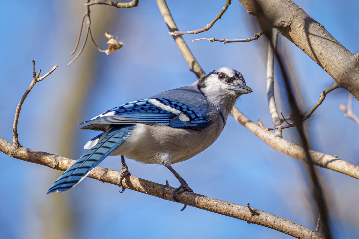 Blue Jay - ML645367988