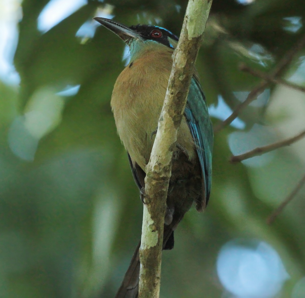 Lesson Motmotu - ML645367993