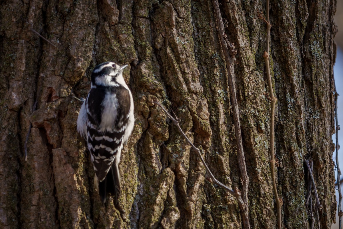 Downy Woodpecker - ML645367997
