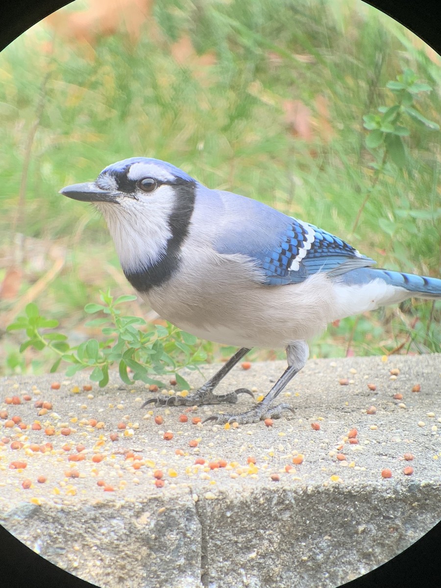 Blue Jay - ML645367998