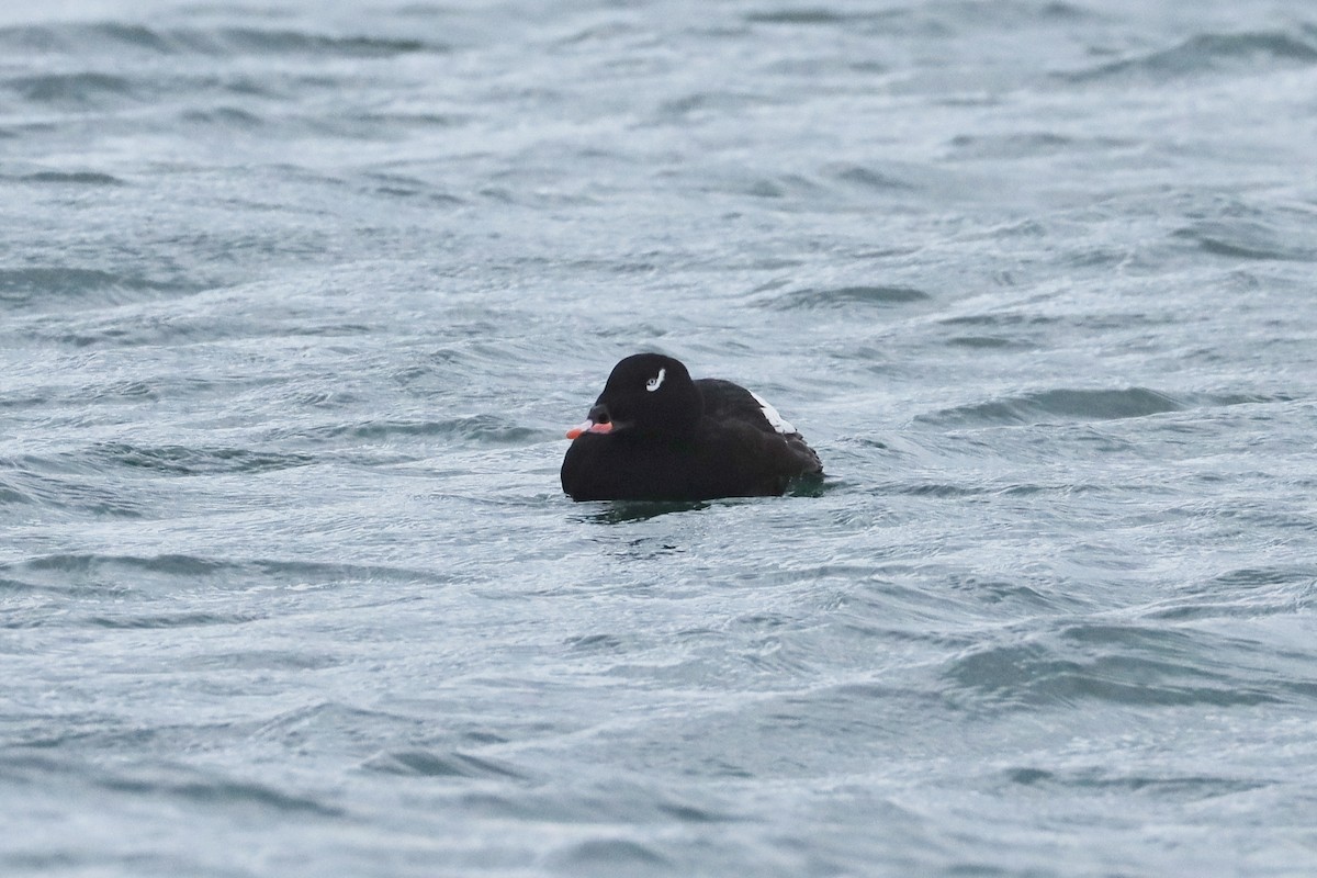 White-winged Scoter - ML645368000