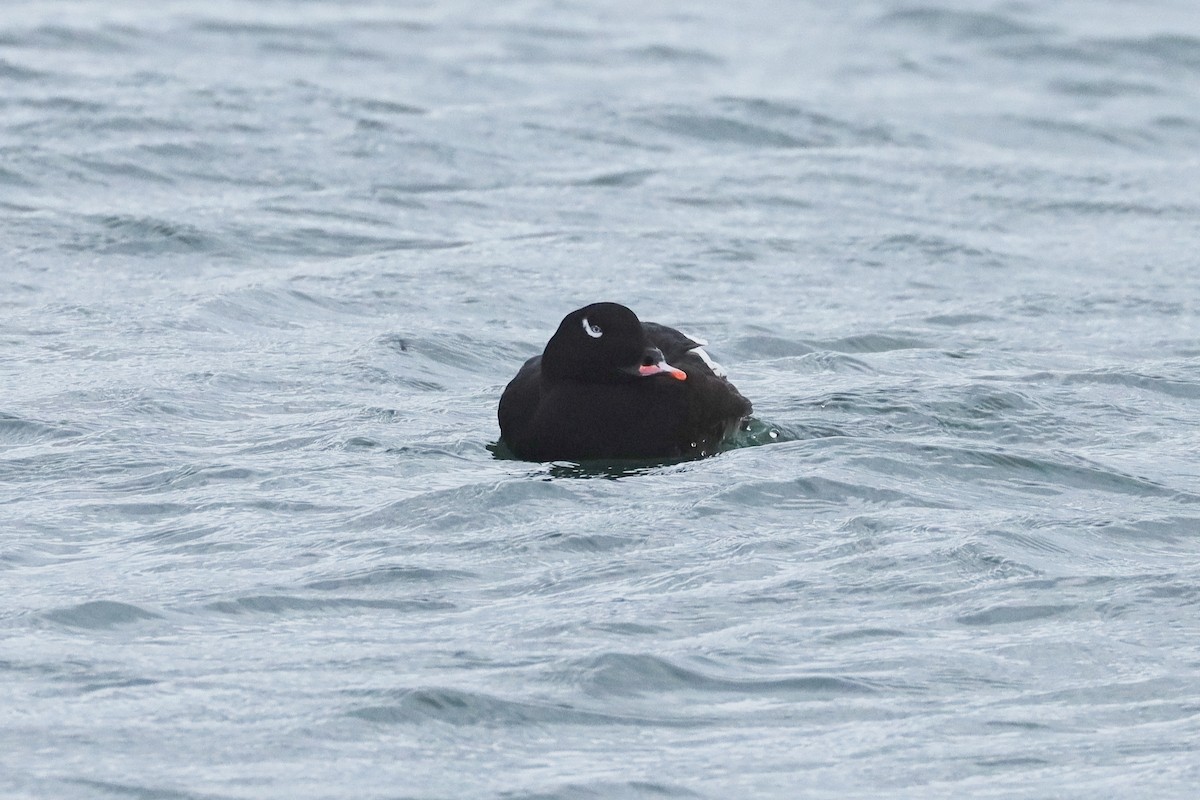 White-winged Scoter - ML645368001
