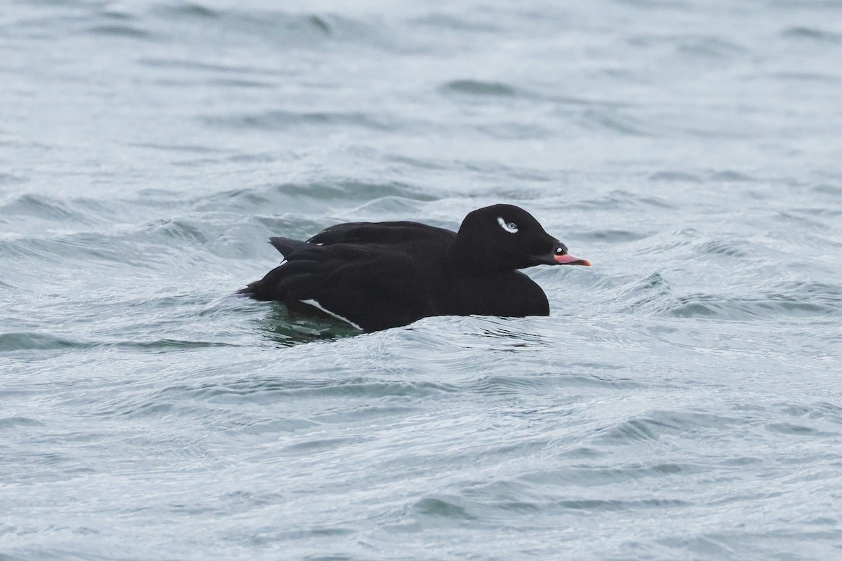 White-winged Scoter - ML645368002