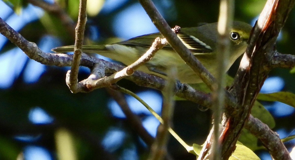 White-eyed Vireo - ML645368003